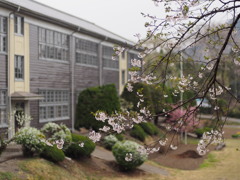 廃校の桜　２