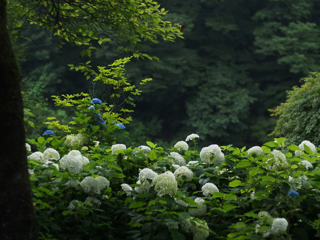 沢入の紫陽花