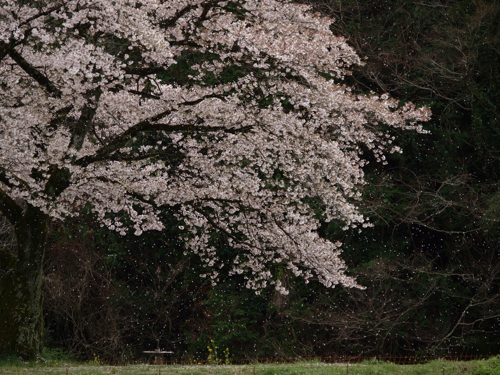 記憶に残る桜　再び