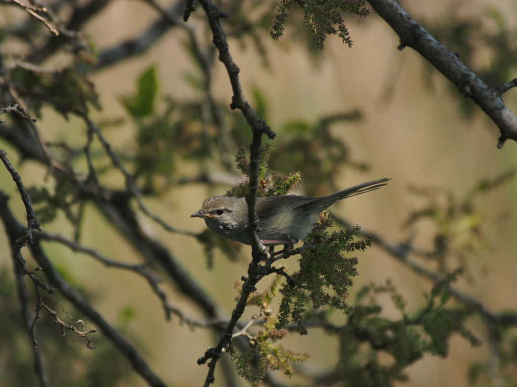 オールドレンズで鳥撮り