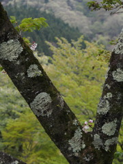 名残桜