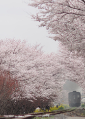 桜トンネル