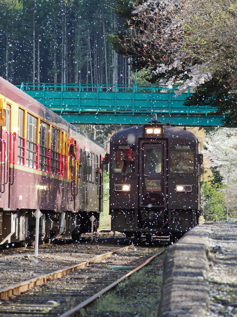 桜吹雪に囲まれて