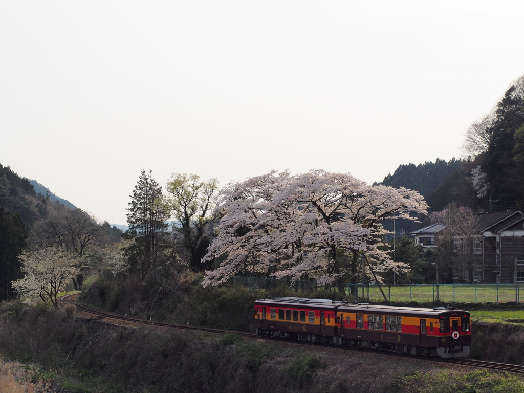 廃校の桜