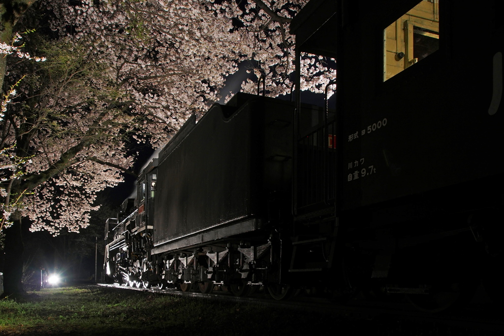 桜色の夜