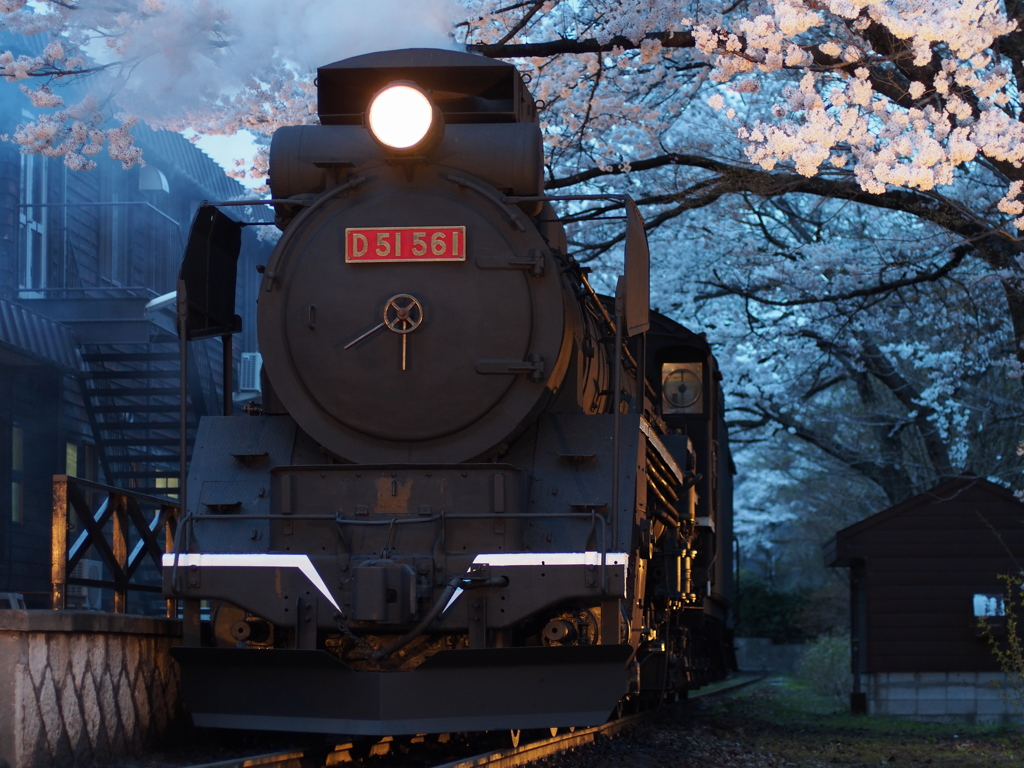 桜咲く頃