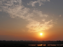 夕空に舞う