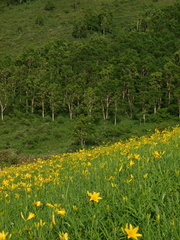 初夏の野反湖　（キスゲの咲く頃）