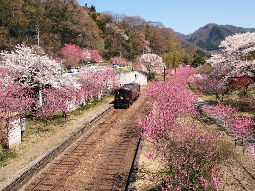 神戸駅の春
