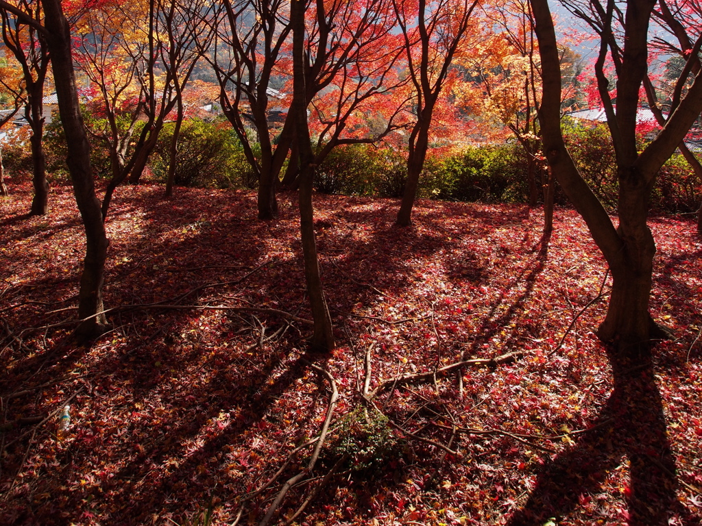 里山の赤い絨毯