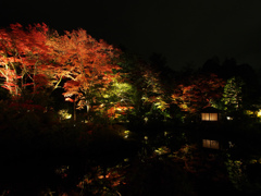 特別な日光の夜