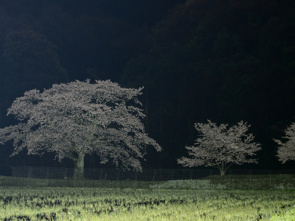蒼い夜　その２
