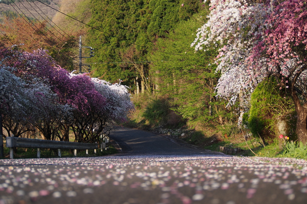 花のじゅうたん