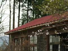 廃校の桜　３