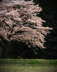 記憶に残る桜