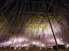 華やかな春の夜に