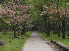 桜の咲く小路