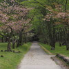 桜の咲く小路