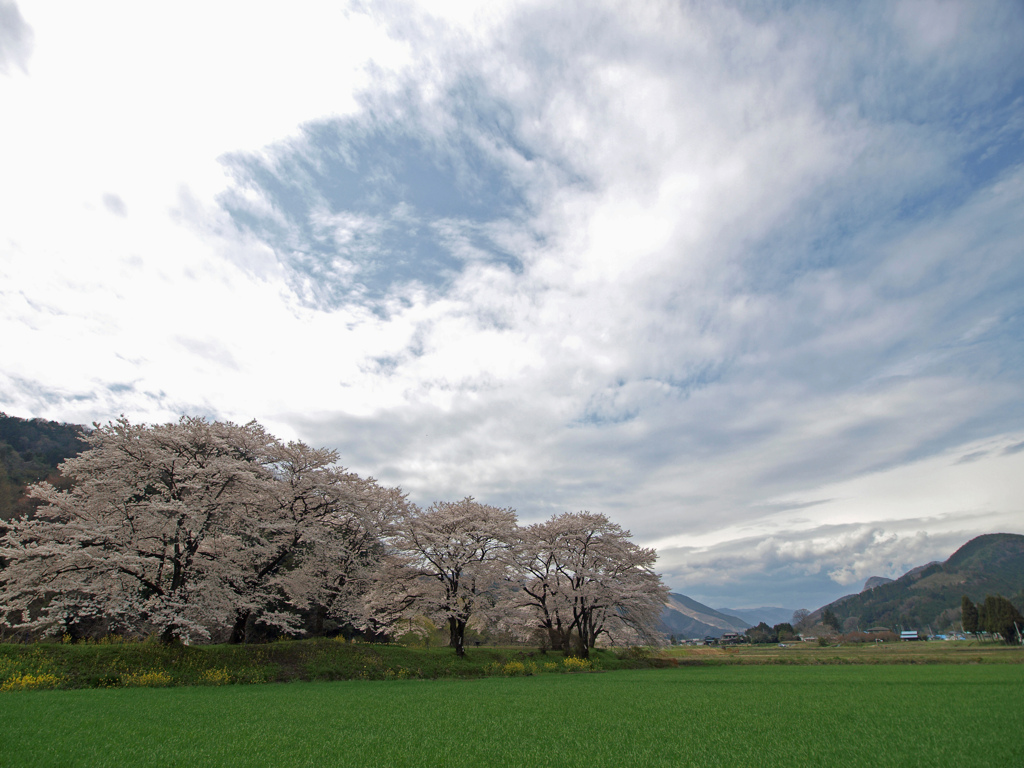 春空と桜
