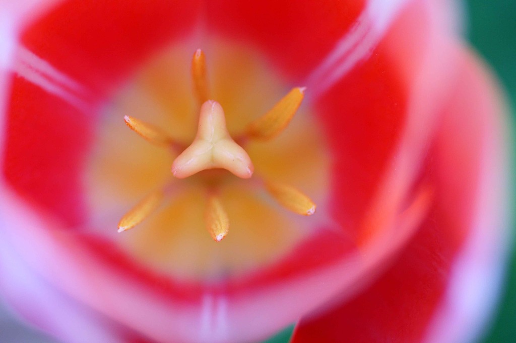 花ゐろ　弐