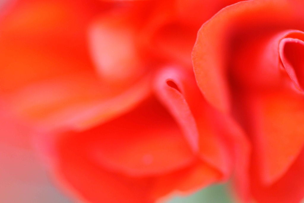 花ゐろ　皐月　五