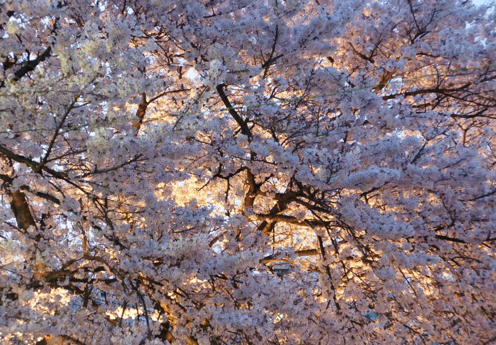 桜色　