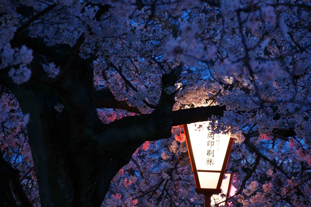 夜桜色　弐