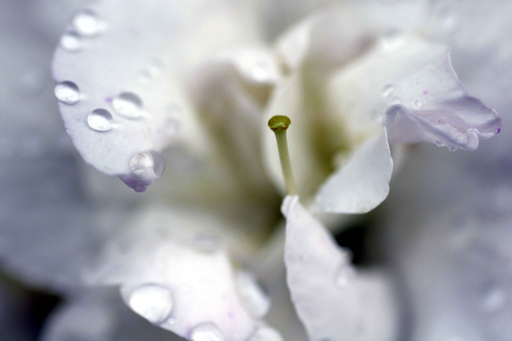 華水木　壱