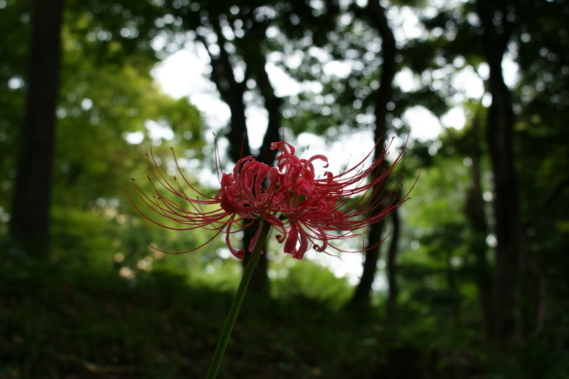 小石川後楽園_20080927_238