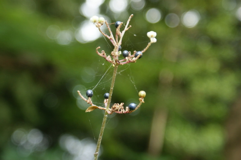 小石川後楽園_20080927_280