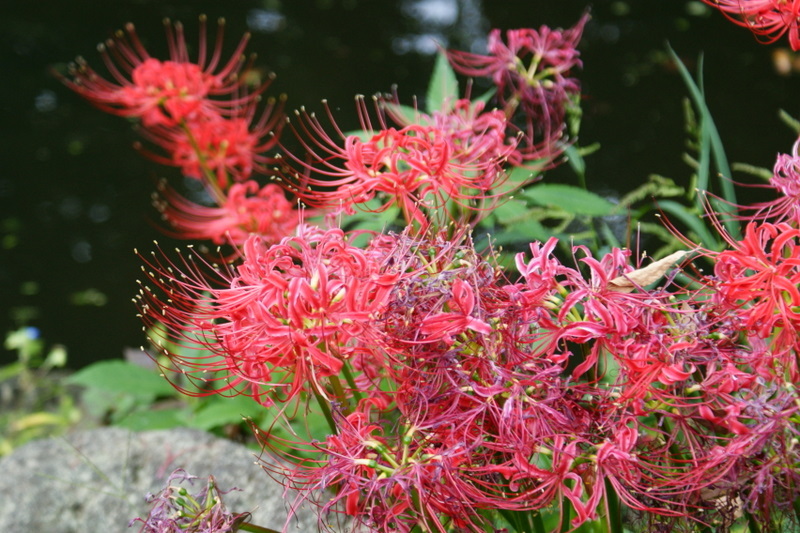小石川後楽園_20080927_054