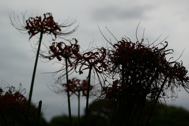 小石川後楽園_20080927_298