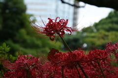 小石川後楽園_20080927_137