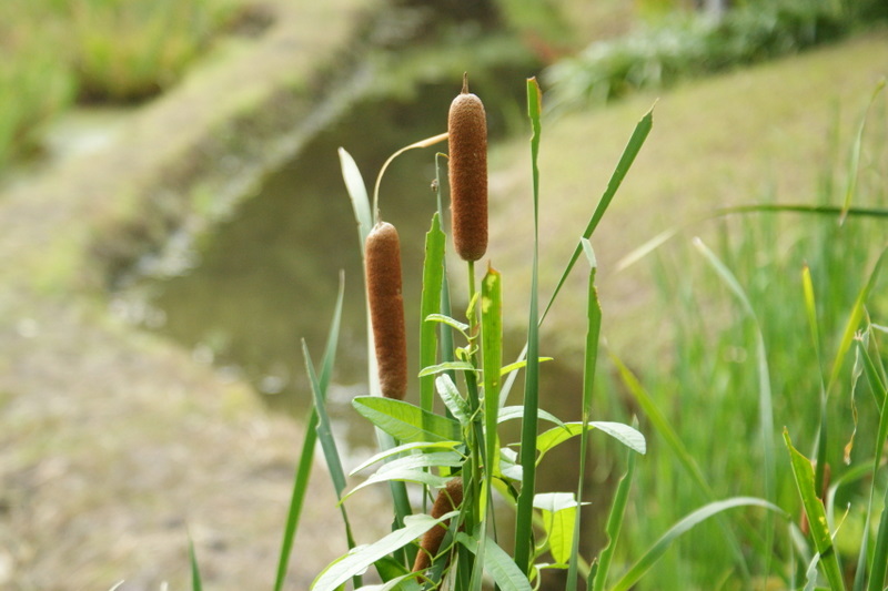 小石川後楽園_20080927_264