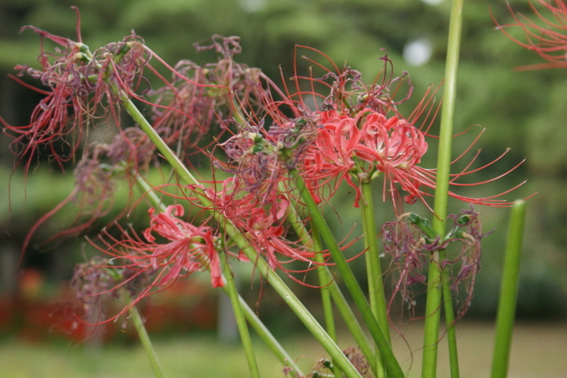小石川後楽園_20080927_291