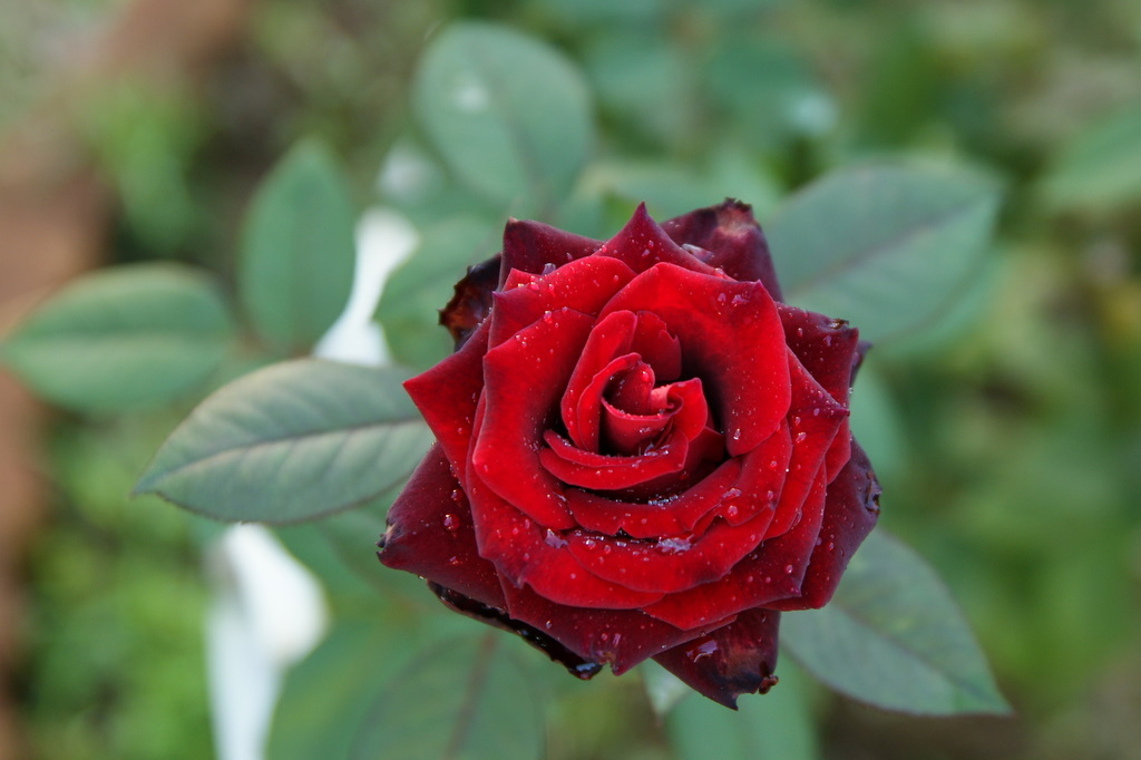 代々木公園_20081011_100