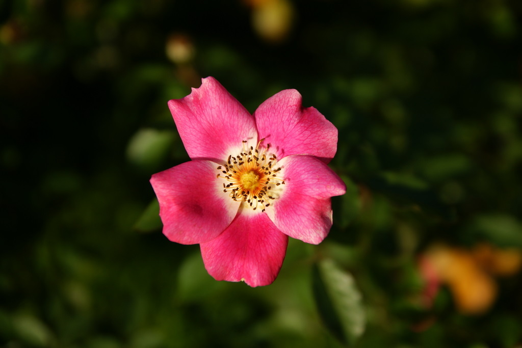 代々木公園_20081011_067