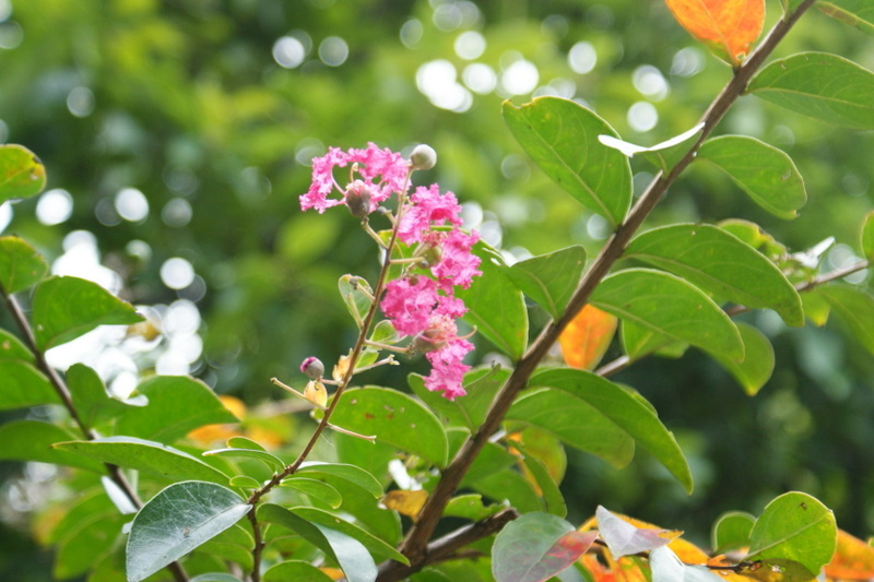 小石川後楽園_20080927_404