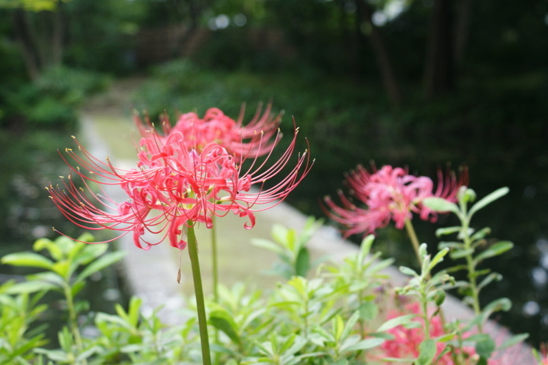 小石川後楽園_20080927_049