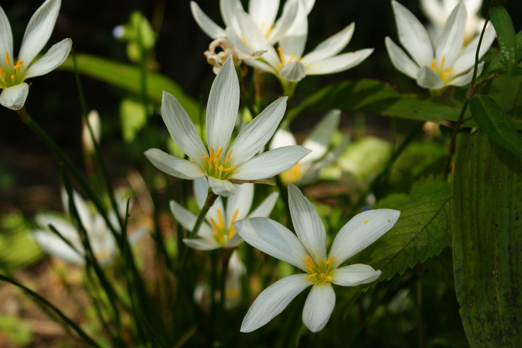 日比谷公園_皇居外苑_20081004_043