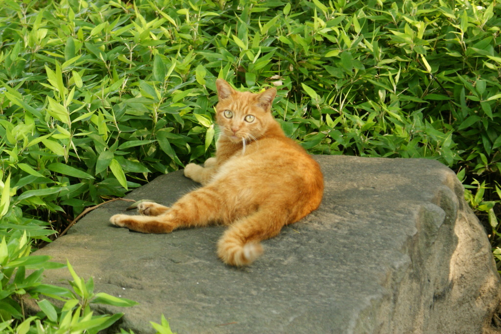 日比谷公園_皇居外苑_20081004_229