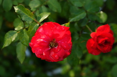 代々木公園_20081011_132