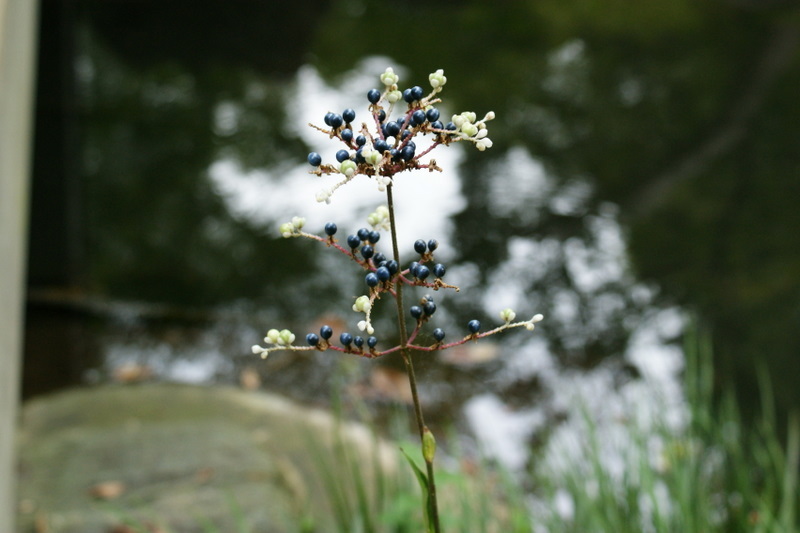 小石川後楽園_20080927_198