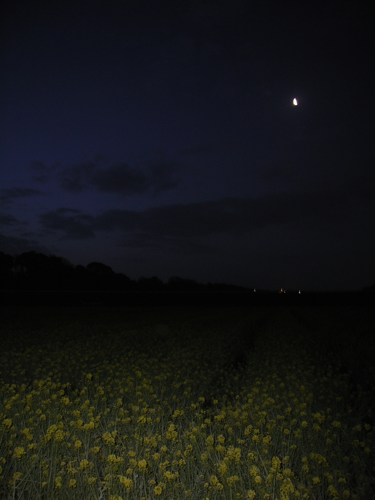 ある春の日の夜明け