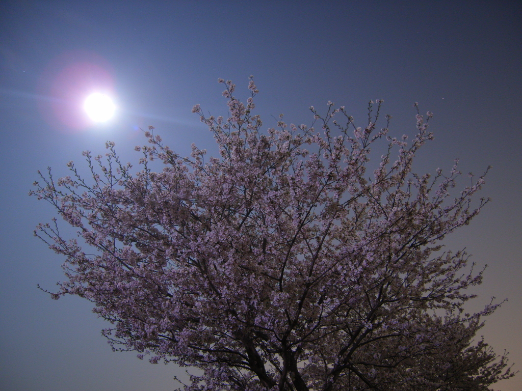 月光と桜