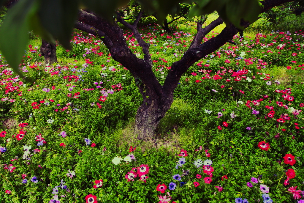 秘密の花園