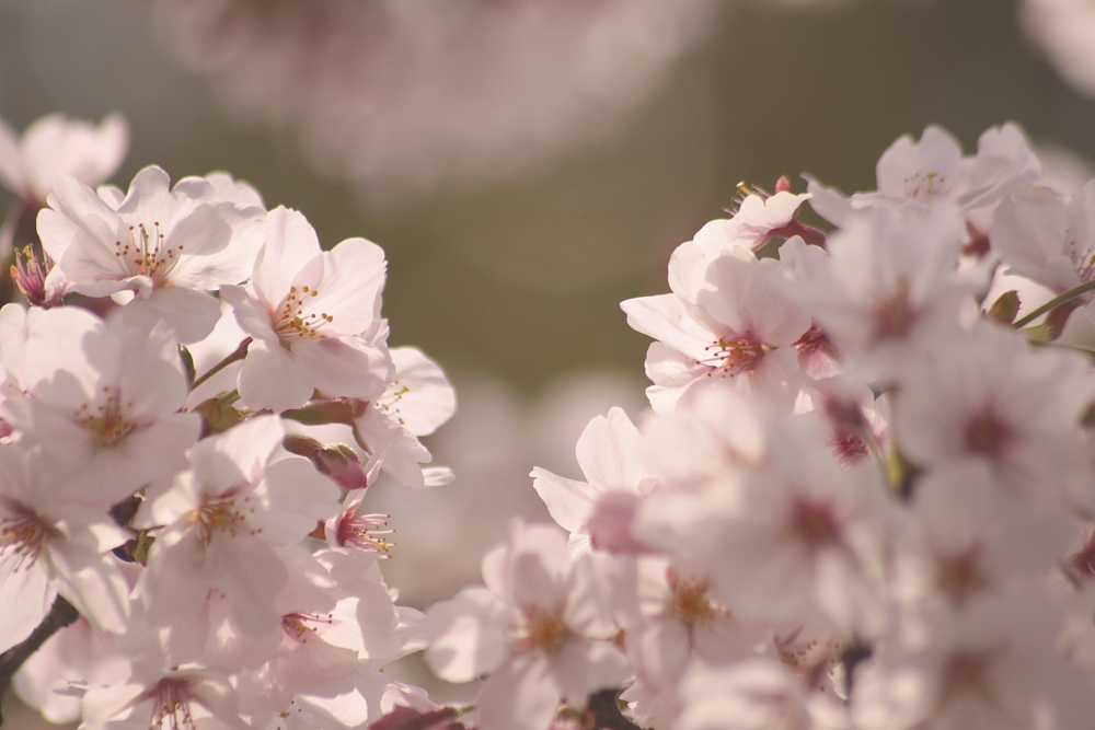 桜盛