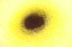 我が家の花瓶
