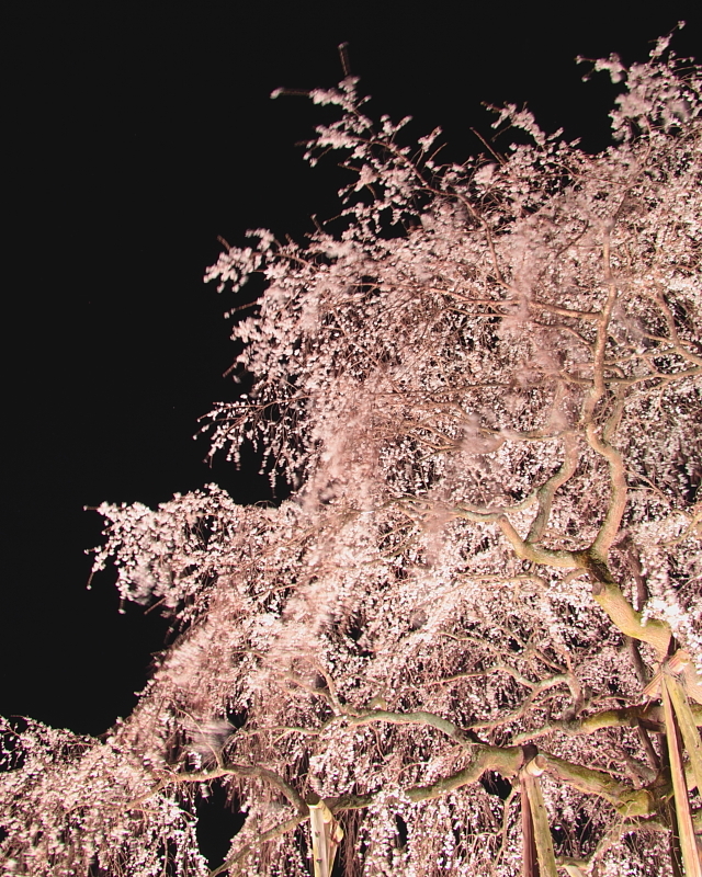 枝垂れ桜揺れる