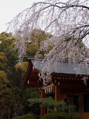 熱田神宮にて・・・枝垂桜